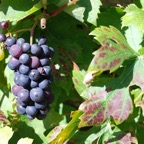 Grapes