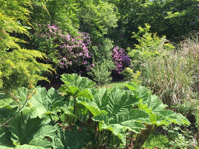 gunnera/rhodo/pond area.JPG