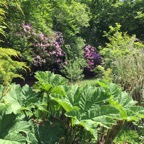 gunnera/rhodo/pond area.JPG
